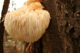 Lion’s  Mane